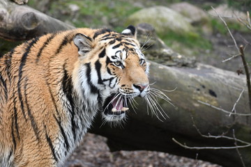 The Tiger