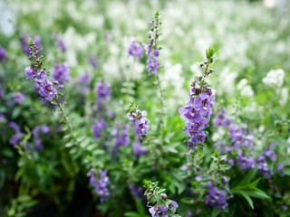 Macro of lavender flowers with the green background