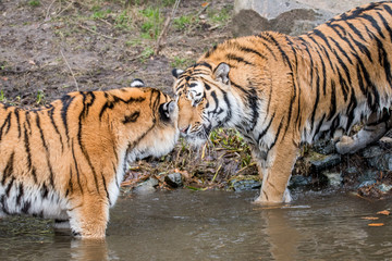 The Tiger