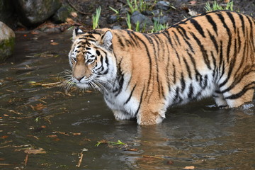 Fototapeta na wymiar The Tiger