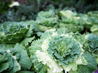 Top view of decorative cabbages in the garden