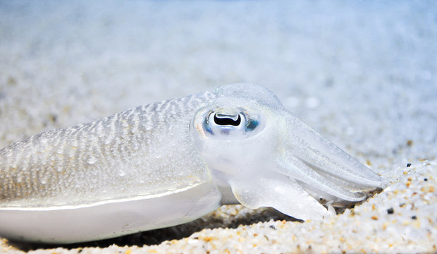 Common Cuttlefish