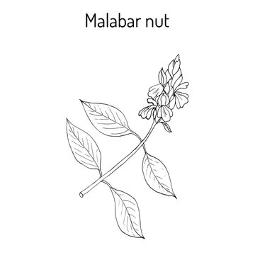 Malabar nut Justicia adhatoda , or adulsa, adhatoda, vasa, or vasaka, medicinal plant
