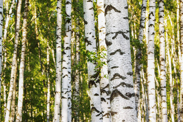 summer in sunny birch forest