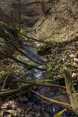 forest stream in spring