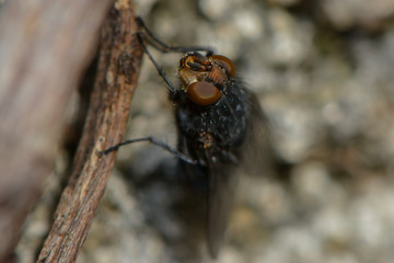 Fliegenmakro