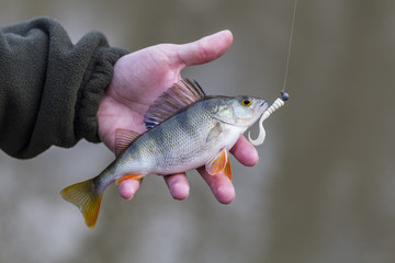 Fisherman on the river bank, a fisherman caught a perch. Fisherman holding a perch in his hand. Big bass, silicone lures, fish, catch, spinning - concept of active rest