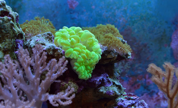 Plerogyra sinuosa, bubble coral. Reef tank, marine aquarium. Fragment of blue aquarium full of plants. A tank filled with water for keeping live underwater animals. Day view.