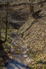 forest stream in spring