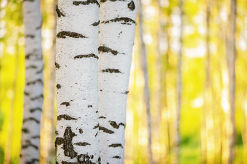 summer in sunny birch forest