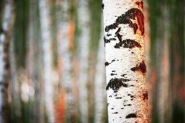 summer in sunny birch forest