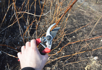 Gardener  cutting  Rubus idaeus (raspberry, also called red raspberry or occasionally as European...