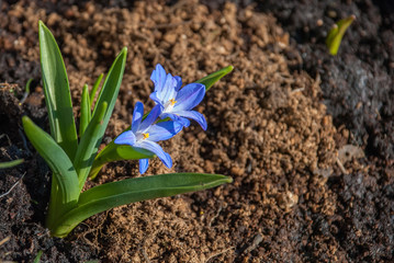Flowering spring hyonodox flowers on the loosened ground