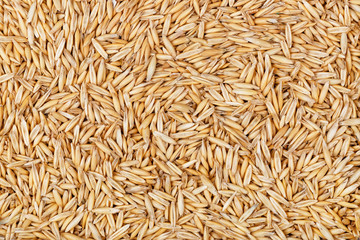 oat seeds background