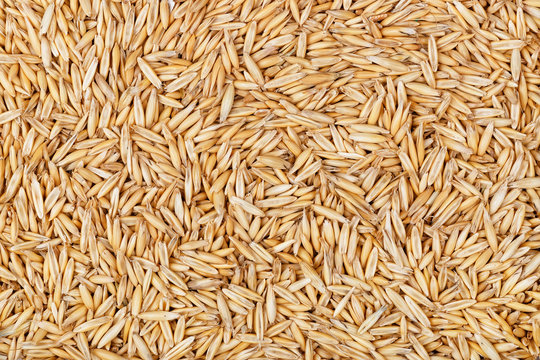 Oat Seeds Background