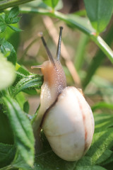 Lumaca nel suo habitat