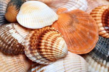Shells of anadara and scallop at sun summer day