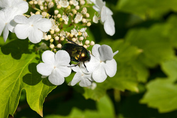 Flower chafer (Cetonia aurata) on flowering spring viburnum opulus (guelder-rose)
