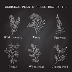 Vintage collection of hand drawn medical herbs and plants.