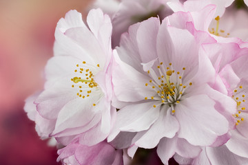 Cherry flowers, Cherry tree, Cherry