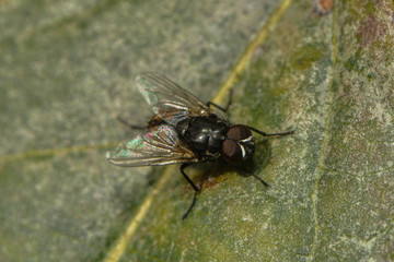 Kleine Fliege auf einem Blatt