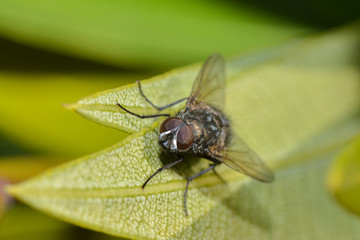 Kleine Fliege auf einem Blatt