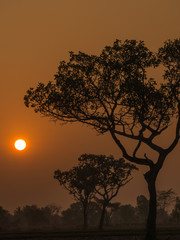 Sun Behind The Tree