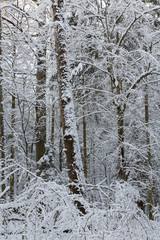 Winter landscape of natural forest with dead oak trees