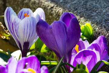 crocus