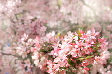magical moments of spring/ blooming pink flowers of cherry tree