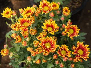 Yellow Red Chrysanthemum bloom