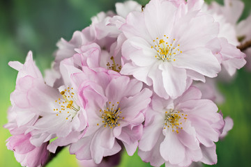 Cherry flowers, Cherry tree, Cherry
