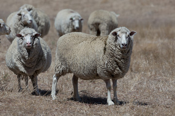 Obraz premium Sheep Grazing