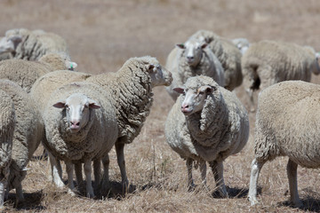 Sheep Grazing