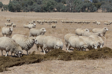Obraz premium Sheep Grazing