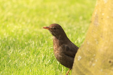 Black bird behind a tree in Netherlands