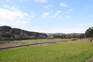 rape blossoms and train