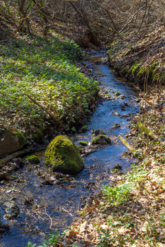forest stream in spring