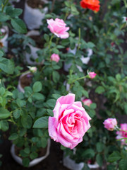 Pink Rose Blooming