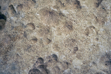 The cavernous globigerina limestone injured by the severe weathering, Malta