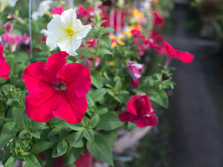 Fototapeta premium Red Petunia Flower Hanging