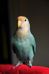 Peach faced lovebird 