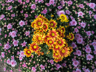 Chrysanthemum Yellow Red Flower