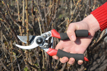  Gardener hand cut blackcurrant (Ribes nigrum) branch with bypass secateurs.