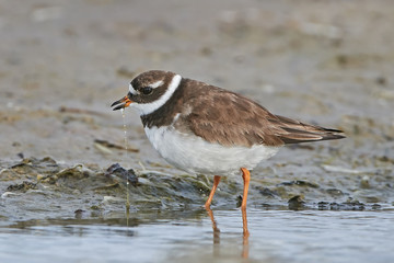 Common ringed plover (Charadrius hiaticula)