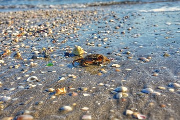 spiaggia conchiglie sulla batigia