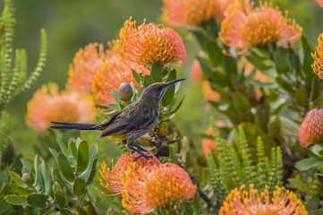 Cape Sugarbird sitting on orange Fynbos, looking right, South Africa