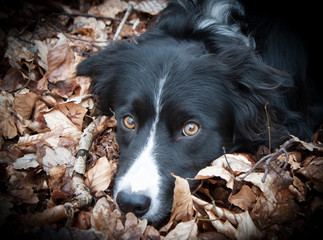 Border Collie im Laub