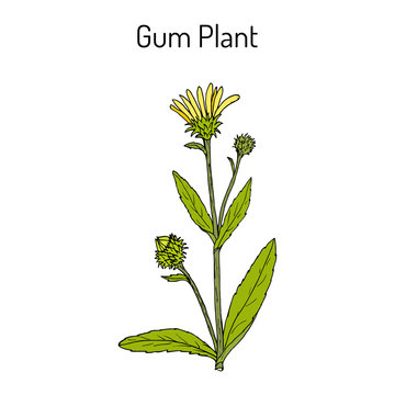 Gum Plant Grindelia squarrosa , medicinal plant