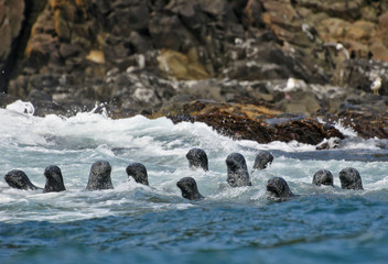 Seals in the sea (Phoca vitulina stejnegeri). Colony on the coast of Pacific Ocean, Kunashir Island, Kuril Archipelago, Russia. - 141216054